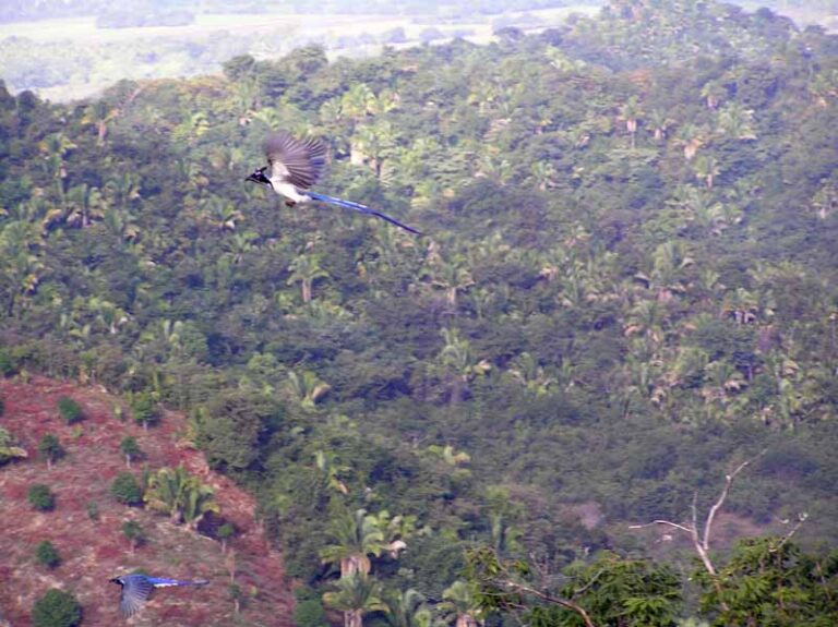 LOT MANGOLANDIA – photo 3