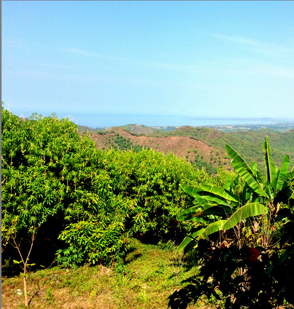 LOT MANGOLANDIA – photo 12