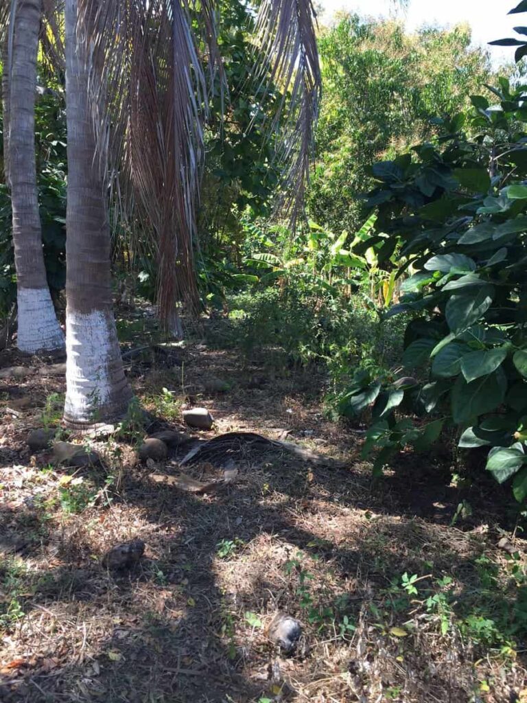 LOTE BANANALAND – photo 4