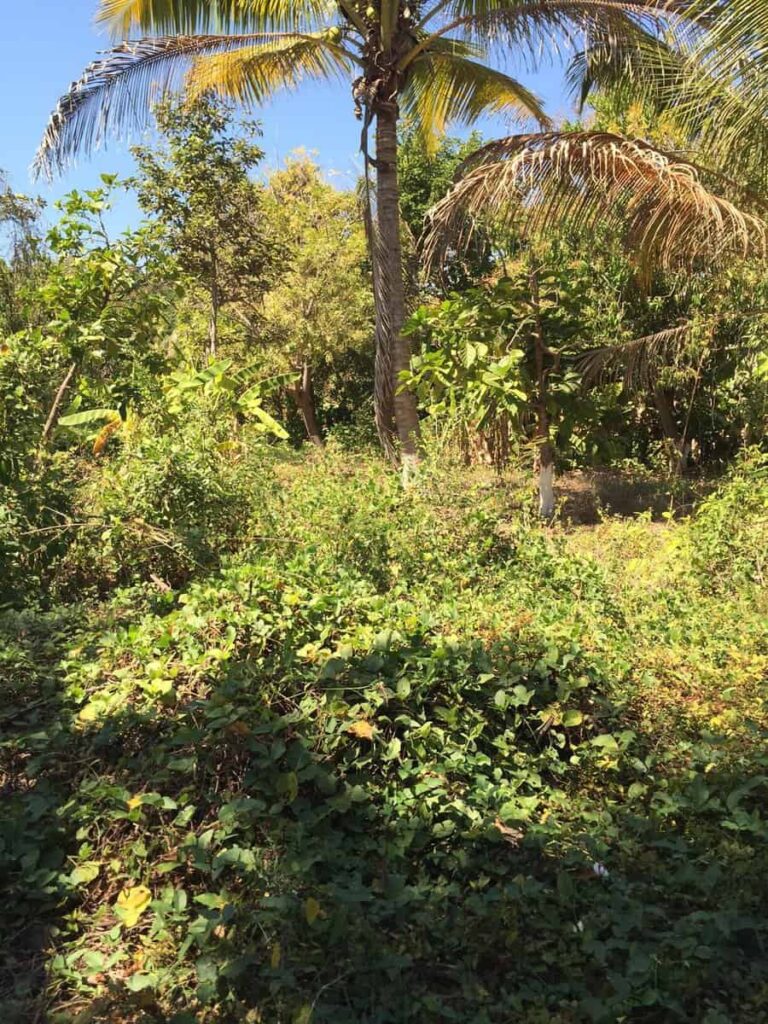LOTE BANANALAND – photo 3