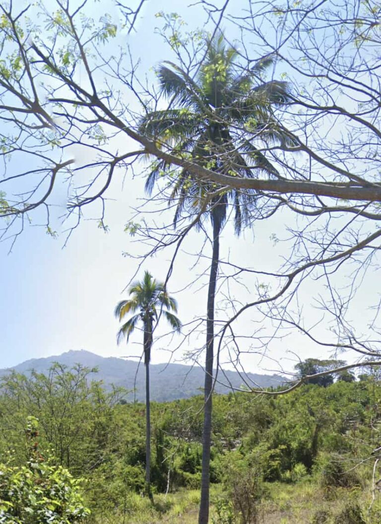 LOTE VISTA LA MANZANILLA – photo 3