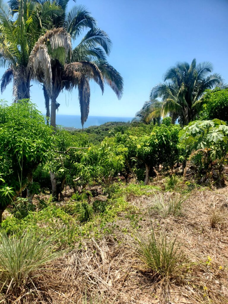 PARECELA ARROYO ATICAMA – photo 3