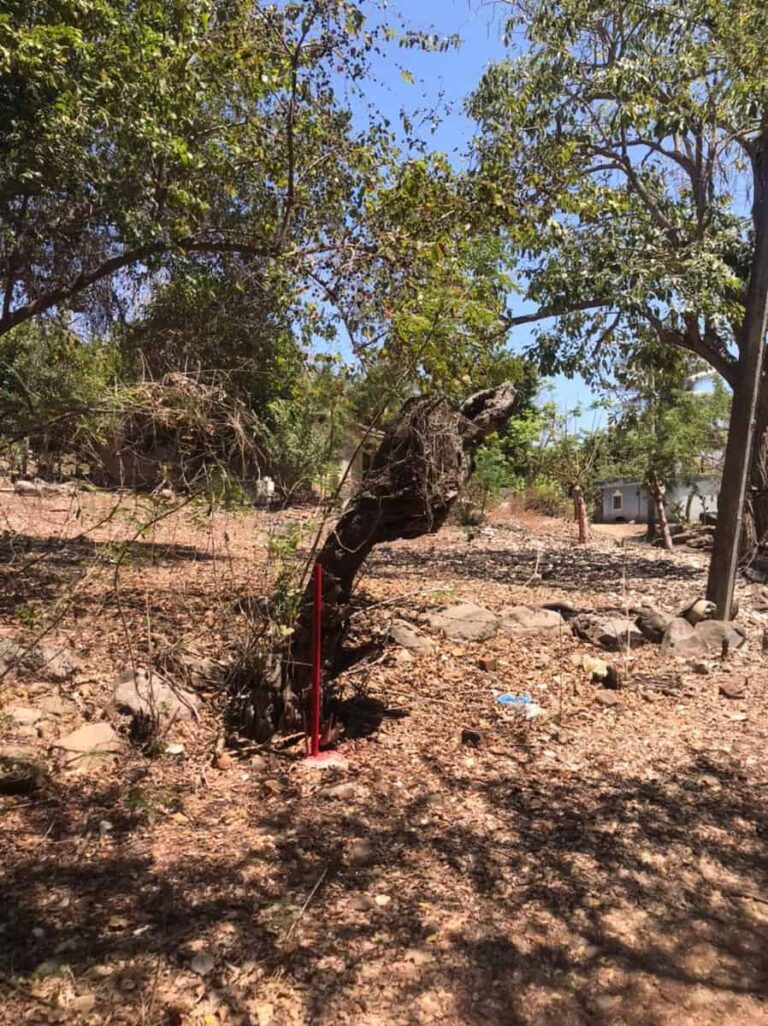 LOTE ALFONSO – photo 2