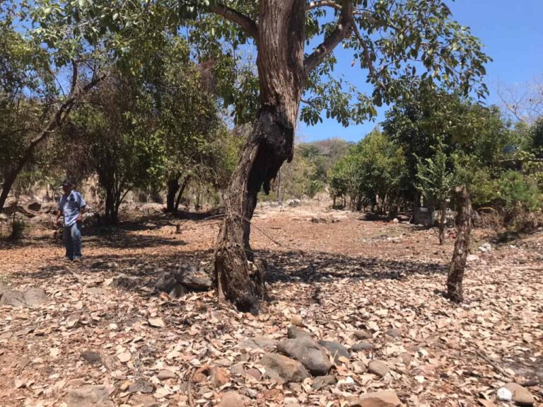 LOTE ALFONSO – photo 3