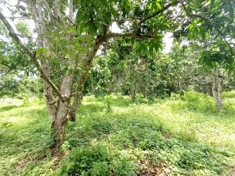 PEQUEÑA HUERTA, THE LITTLE ORCHARD – photo 6