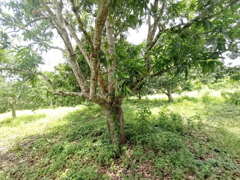 PEQUEÑA HUERTA, THE LITTLE ORCHARD – photo 5