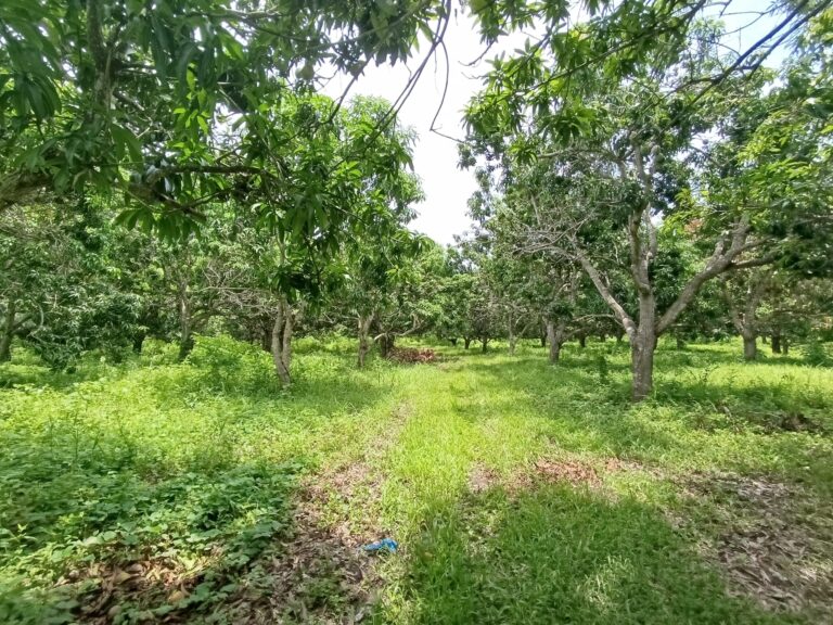 PEQUEÑA HUERTA, THE LITTLE ORCHARD – photo 4