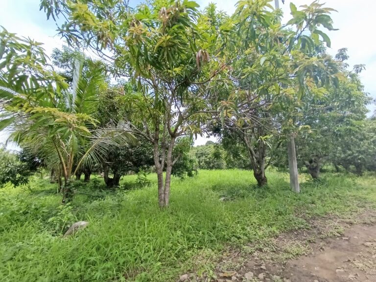 PEQUEÑA HUERTA, THE LITTLE ORCHARD – photo 3