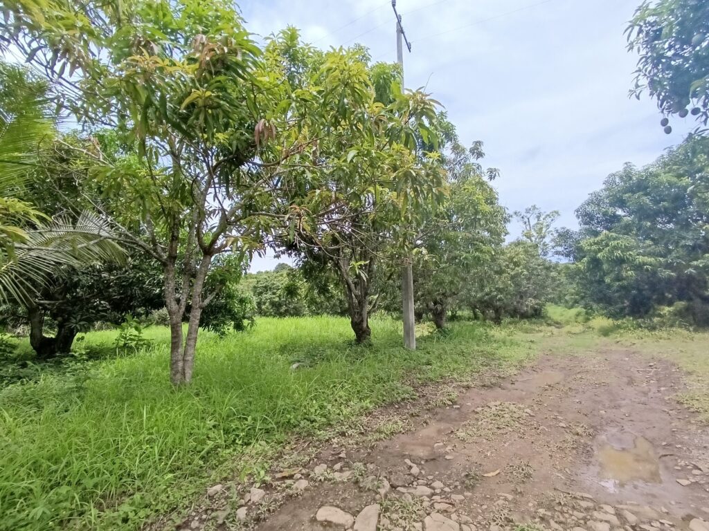 PEQUEÑA HUERTA, THE LITTLE ORCHARD – photo 1