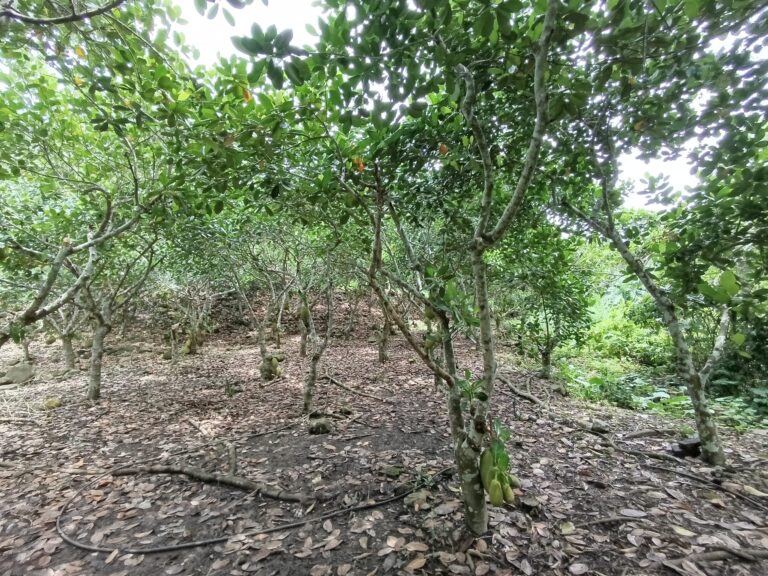 PEQUEÑA HUERTA, THE LITTLE ORCHARD – photo 2