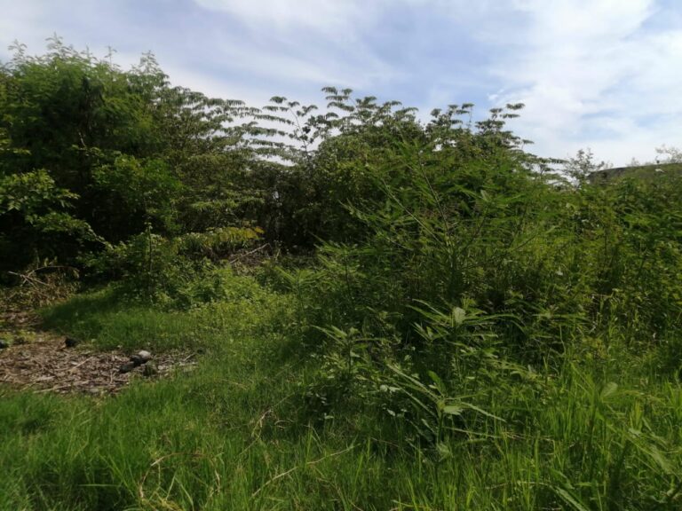 LOTE ANGELES – photo 6