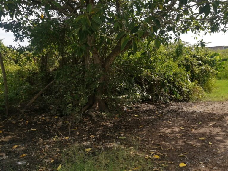 LOTE ANGELES – photo 7