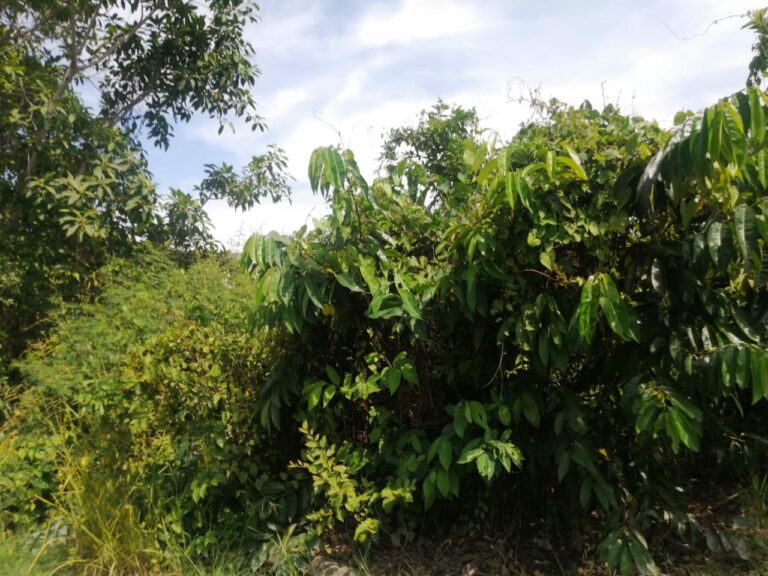 LOTE ANGELES – photo 3