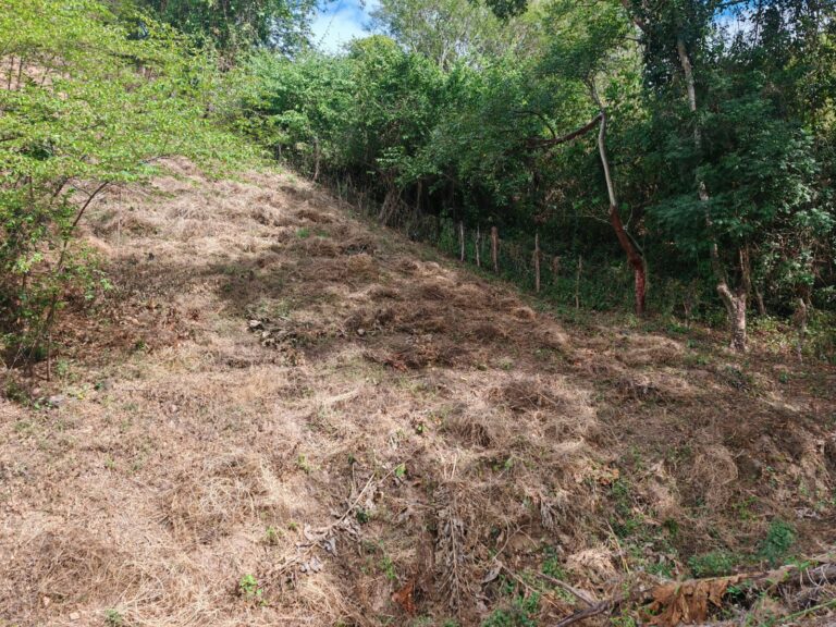 LOTE LINARES – photo 4