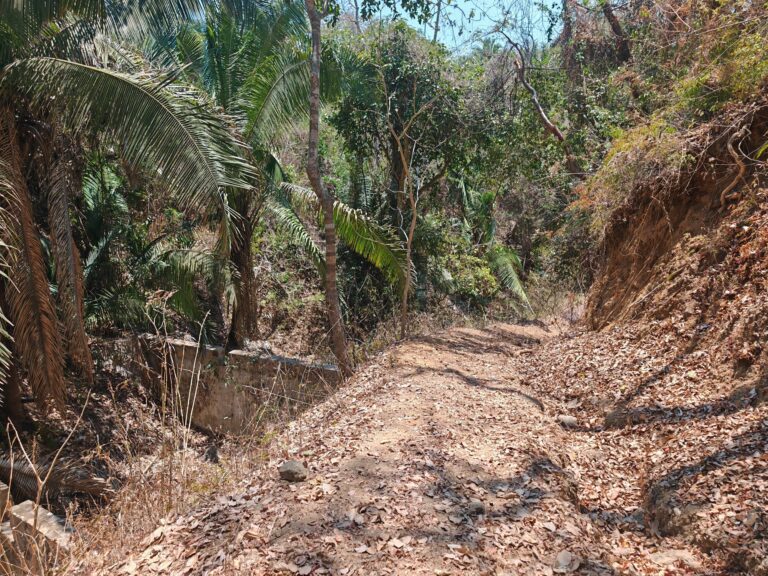 LOTE DEL MONO – photo 6