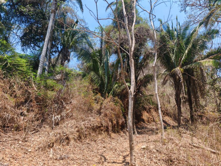 LOTE DEL MONO – photo 4
