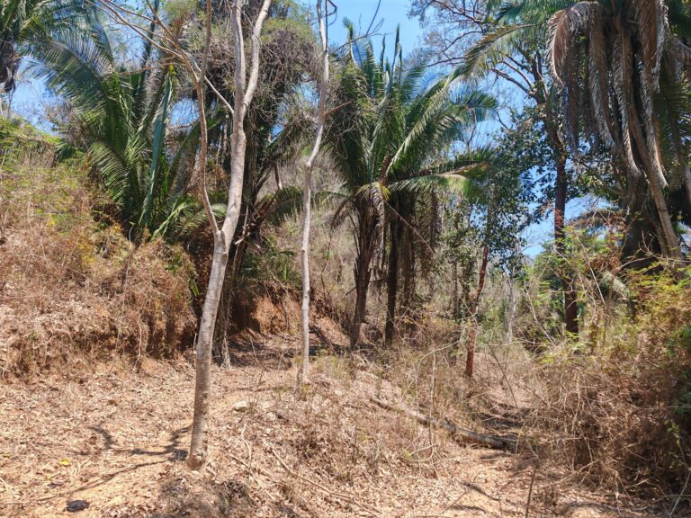 LOTE DEL MONO – photo 3