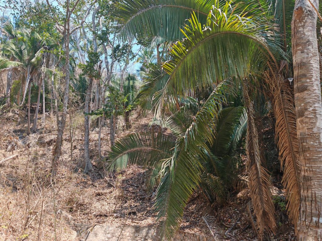 LOTE DEL MONO – photo 1