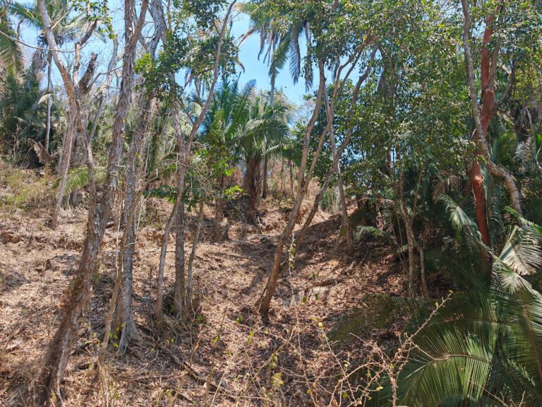LOTE DEL MONO – photo 2