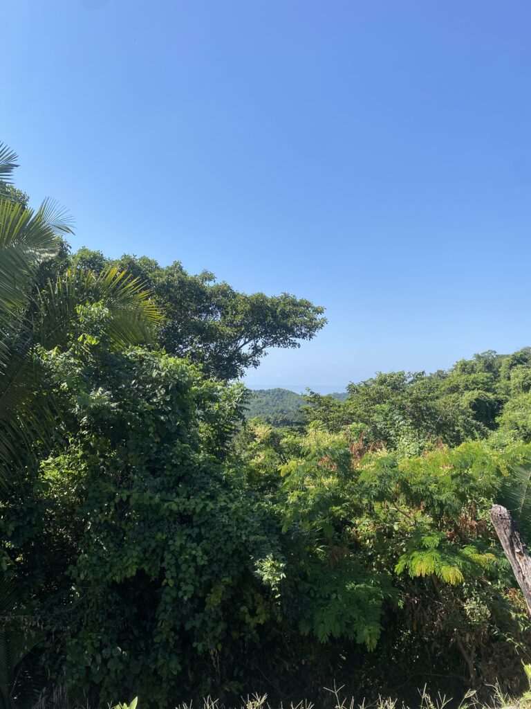 LOTE RIGO – photo 4