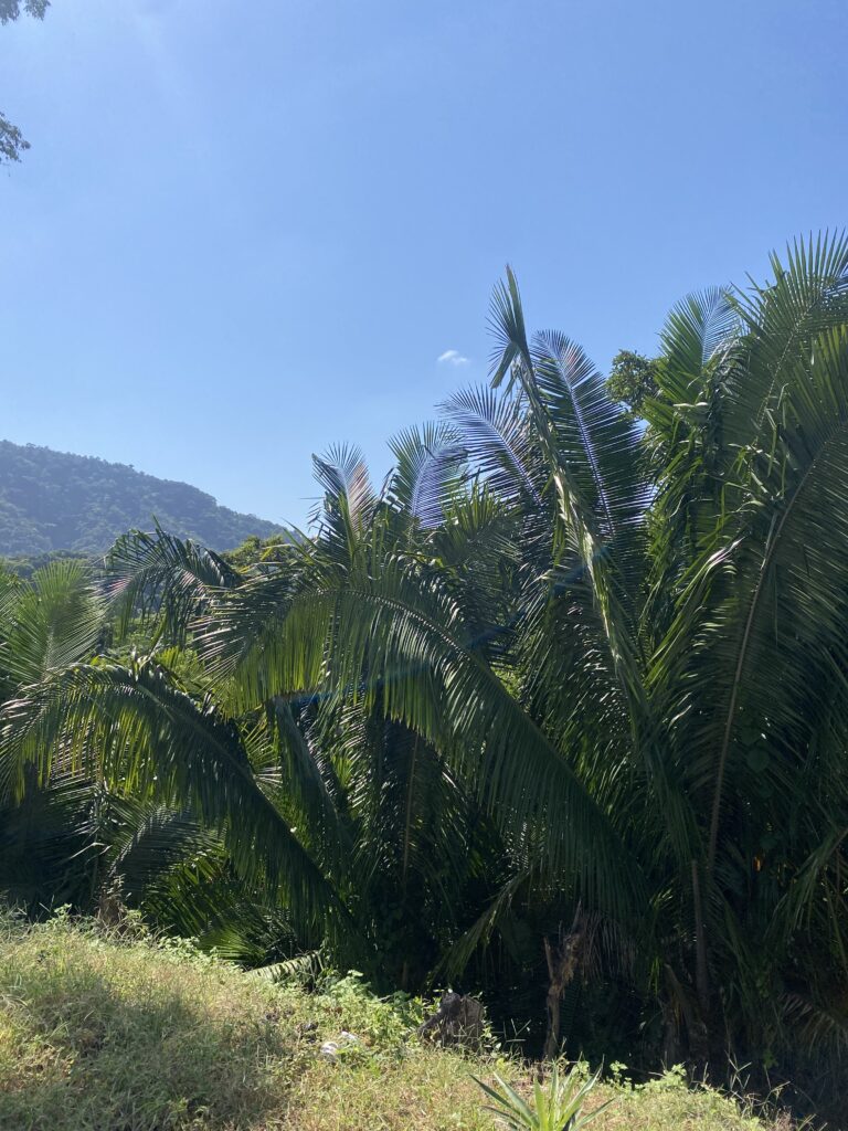 LOTE RIGO – photo 5