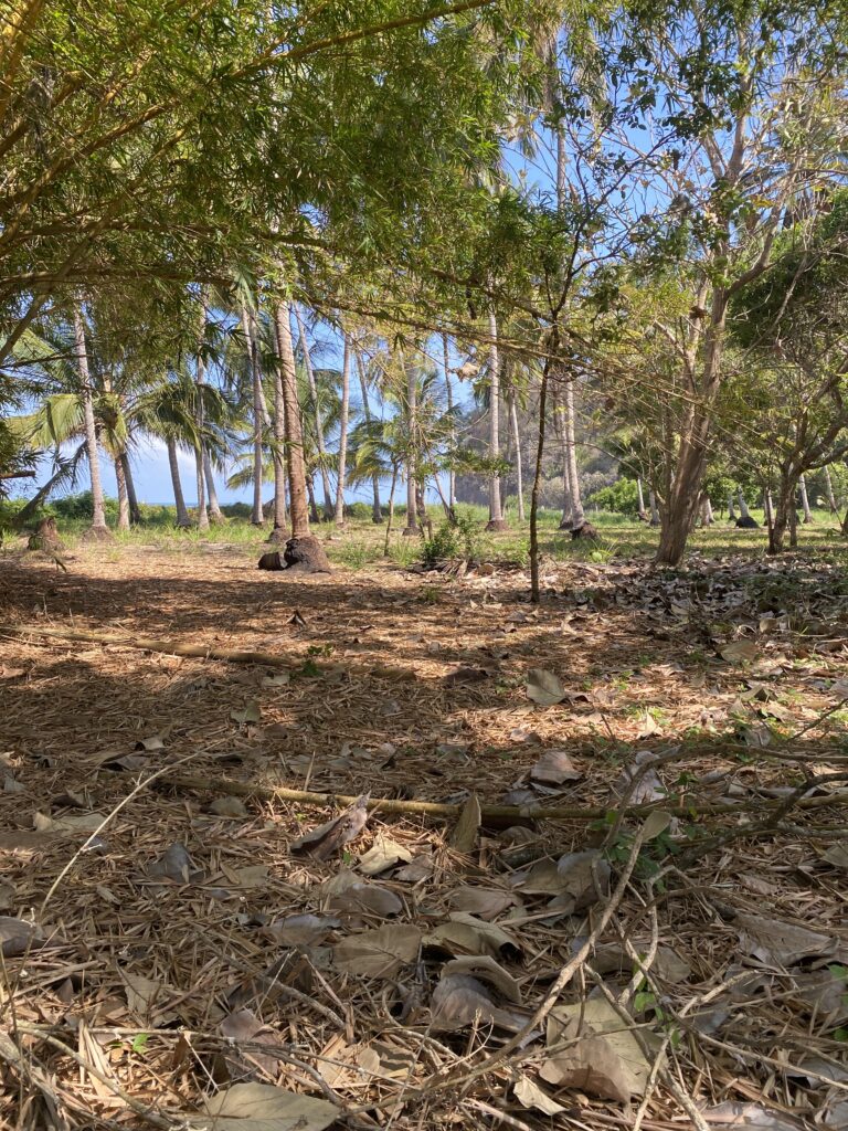 Exceptional Beachfront Development Opportunity, Playa El Limoncito, Matanchen Bay, Nayarit – photo 9
